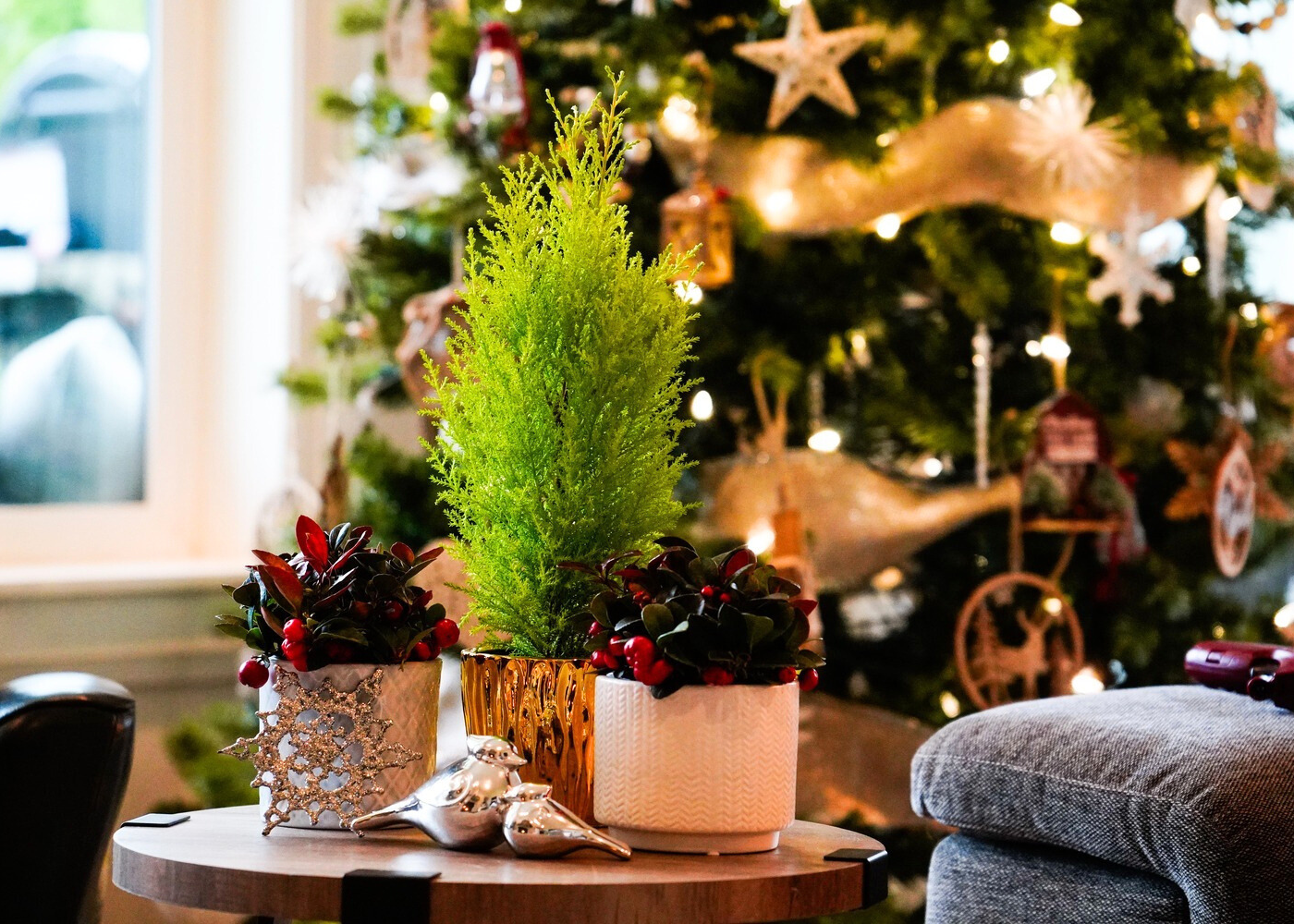 Fresh living lemon cypress tree and wintergreen shrubs in a Christmas living room