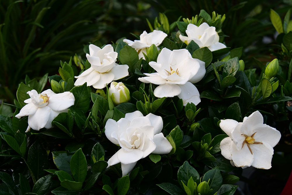White gardenia flowers