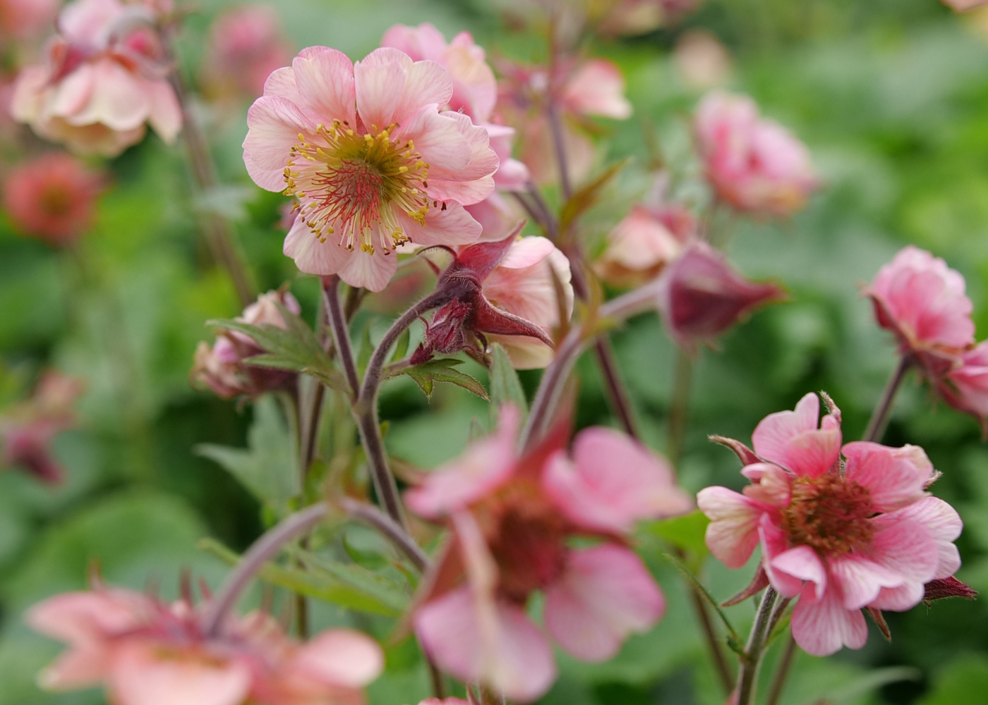 Close up image of pink geum plants inside a greenhouse