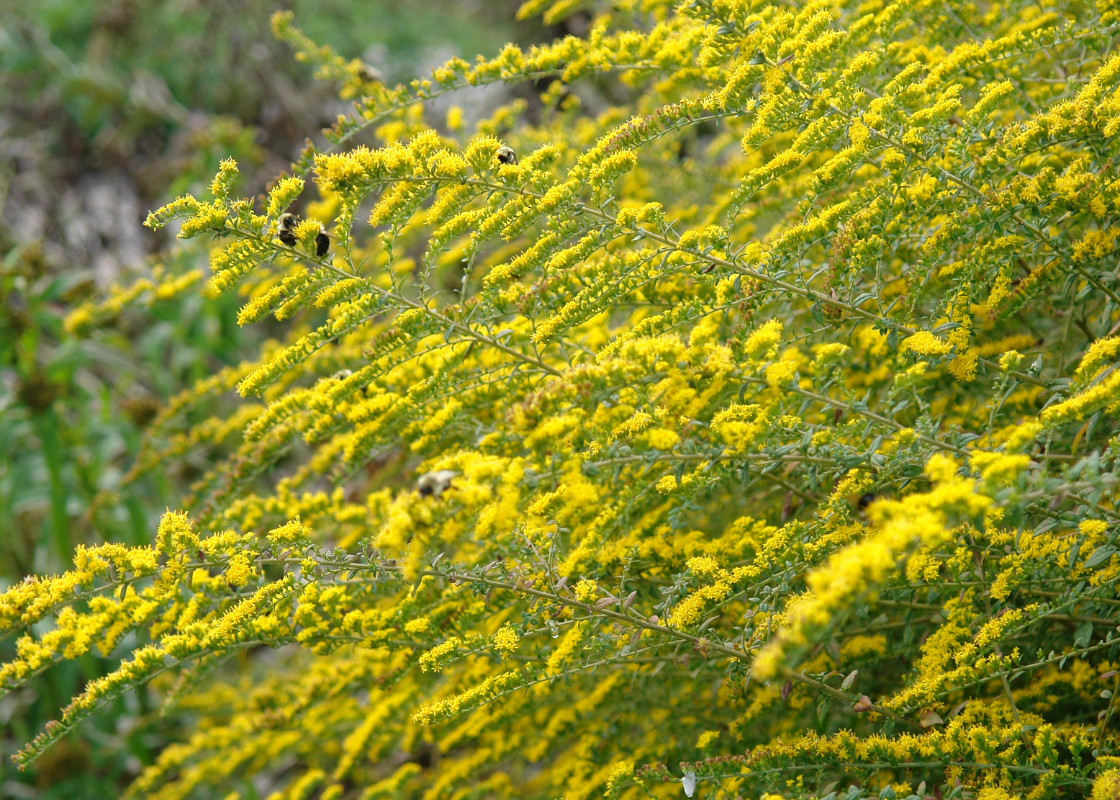 Bright yellow goldenrod flowers covered in bumblebees
