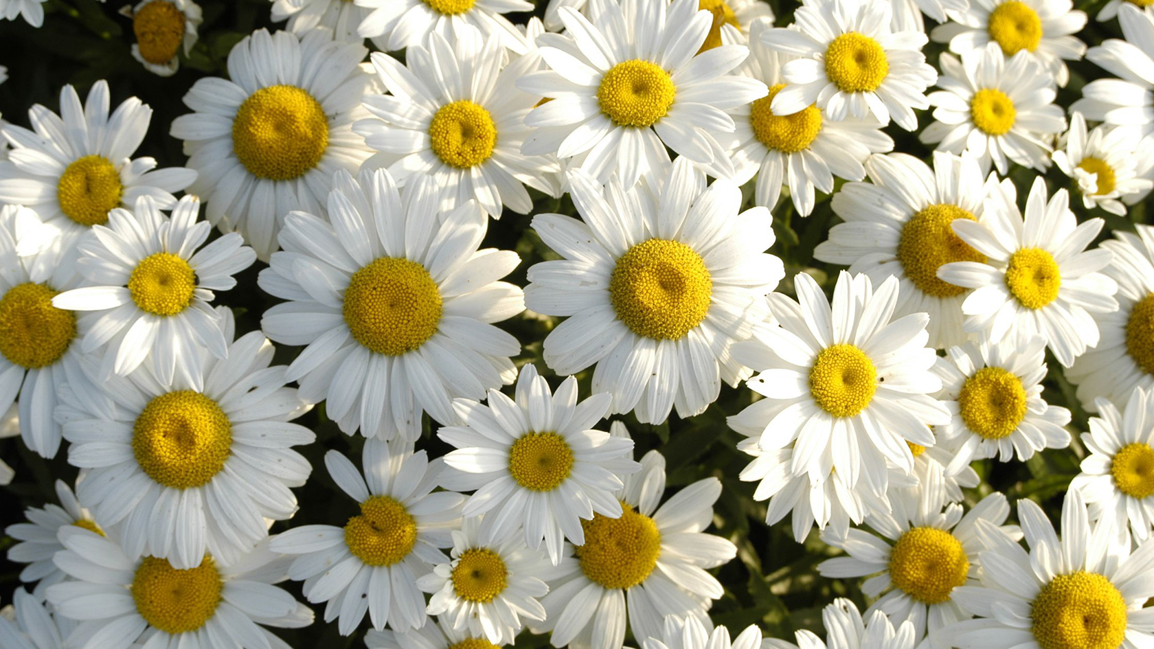 white daisy flowers in the garden