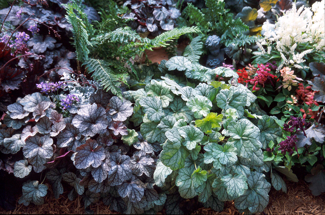 Coral Bells Companion Plants