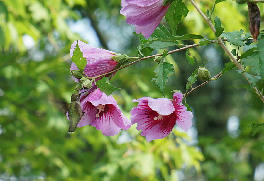 Plants For Pollinator Gardens