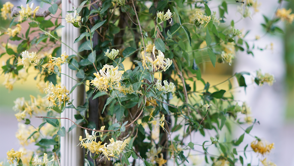 Yellow honeysuckle flowers vined along a trellis