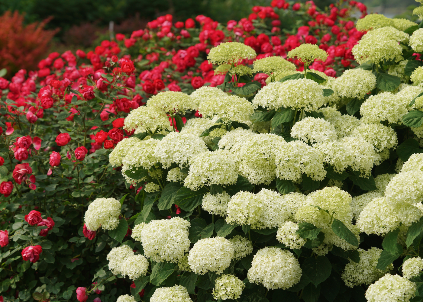 Crisp white hydrangea flowers with vivid red roses in background