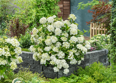 White Fairytrail cascade hydrangea planted in a garden border