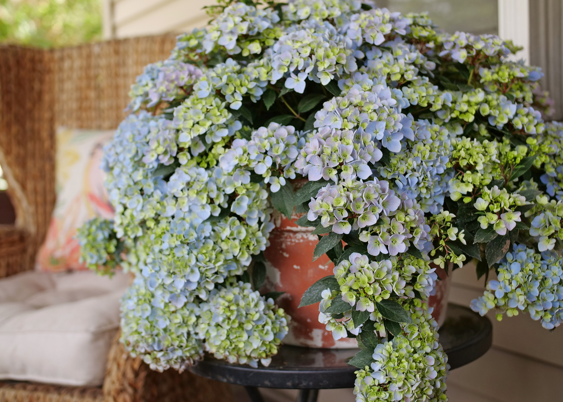 Close up image of blue cascade hydrangea flowers in a terracotta pot