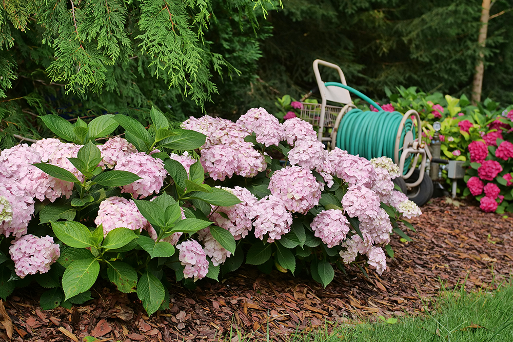 Small pink bigleaf hydrangea in a garden hedge