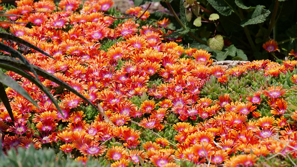pink and orange ice plants used as a flowering ground cover