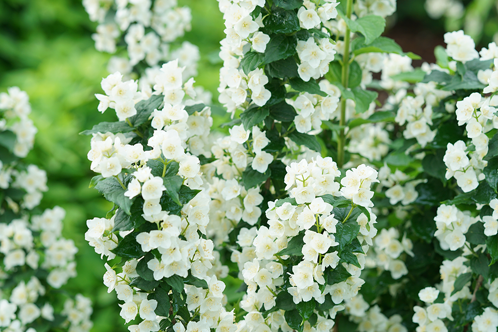 White flowers on mockorange