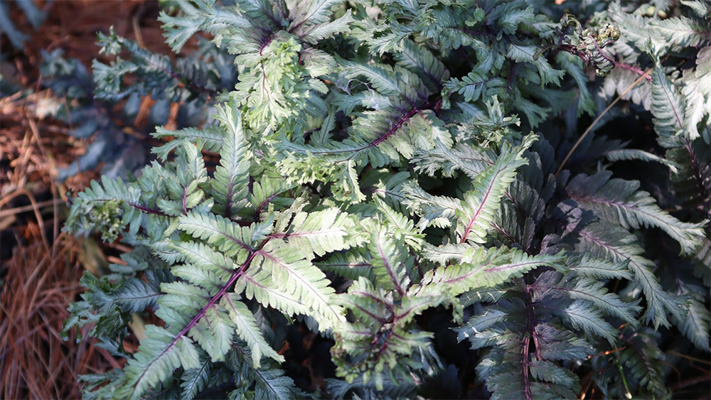 Close up shot of frosty green/blue foliage of Japanese painted fern plants