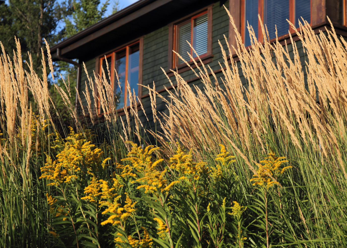 'Karl Foerster' feather reed grass planted with bright yellow goldenrod flowers