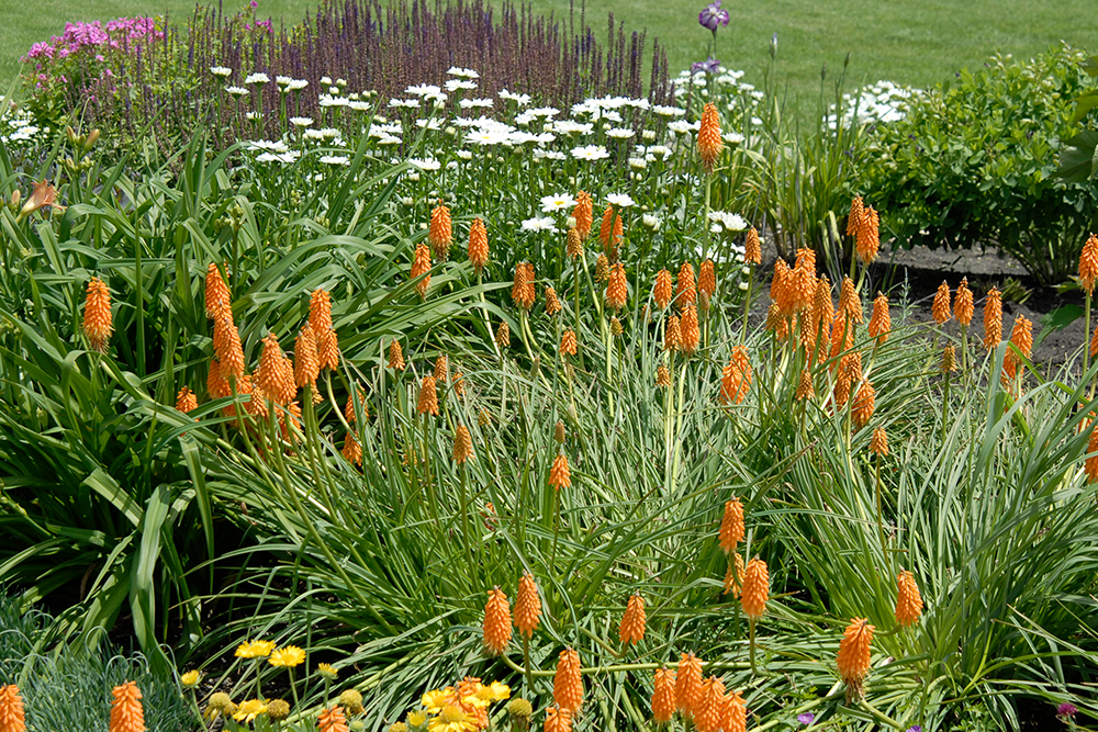 Red and white flower spires from red hot poker