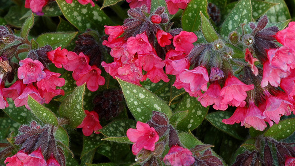 Close up shot of pink lungwort flowers in a perennial garden