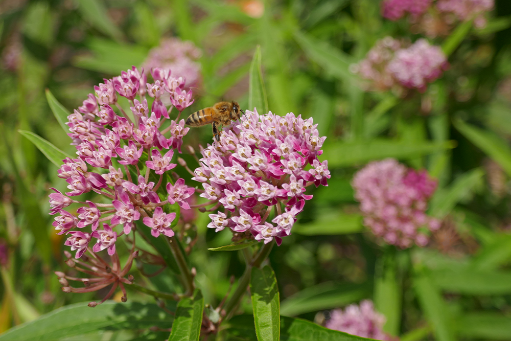 Up close image of delicate pink milkweed flower clusters with bee feeding on the nectar