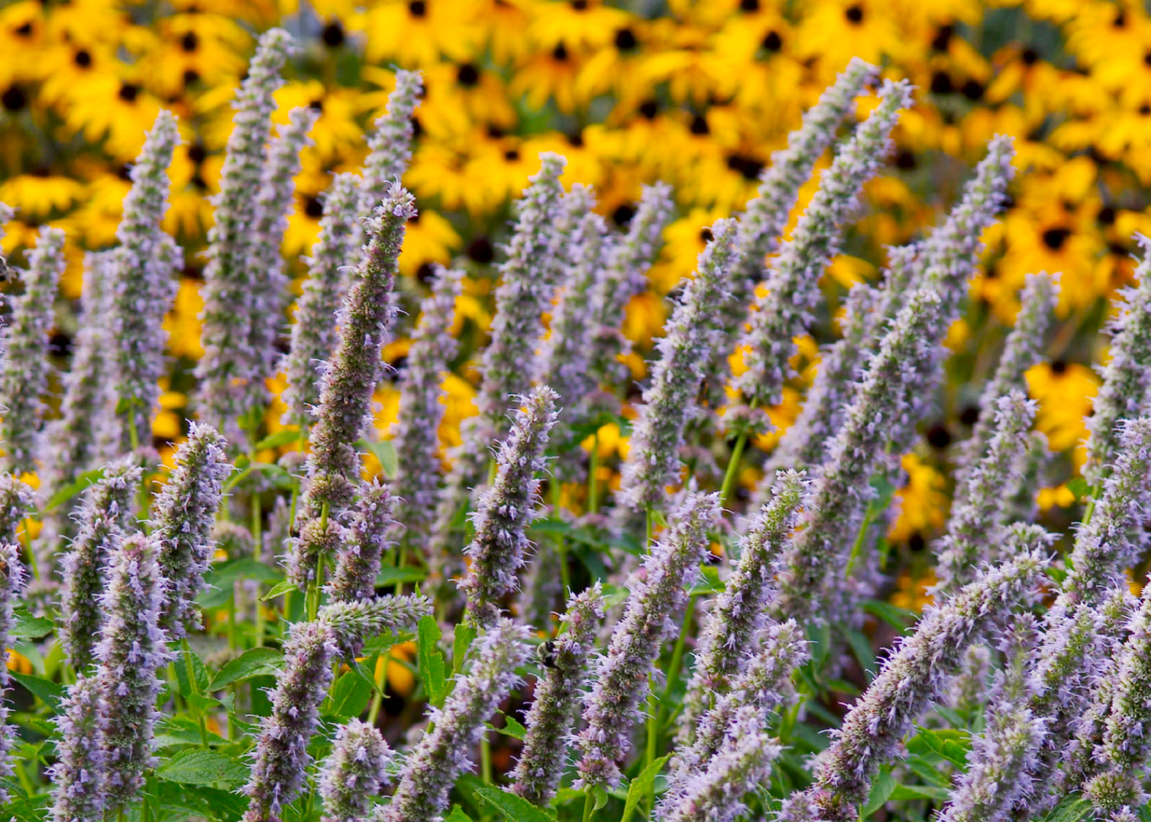 Hummingbird mint plants with rudbeckia plants in the background