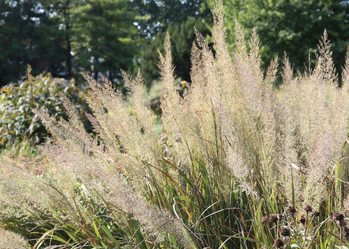 Beige ornamental grass plumes from feather reed grass
