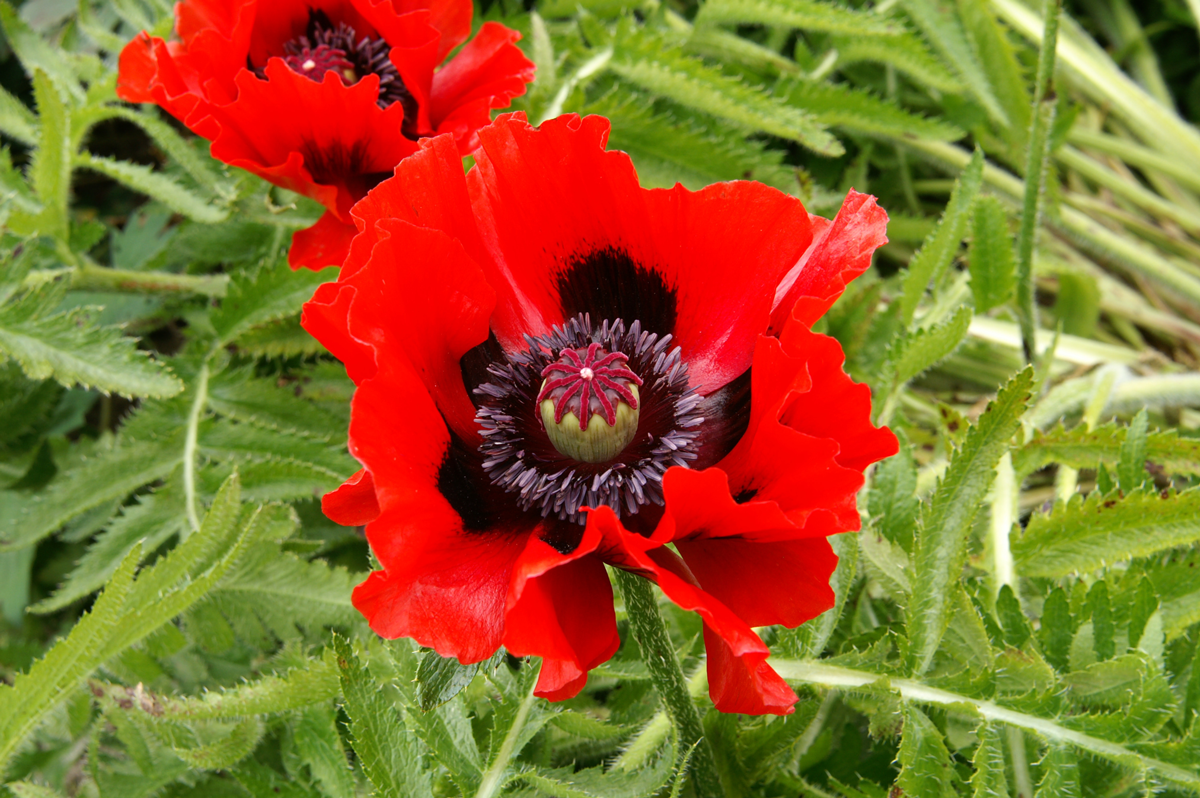 Poppy