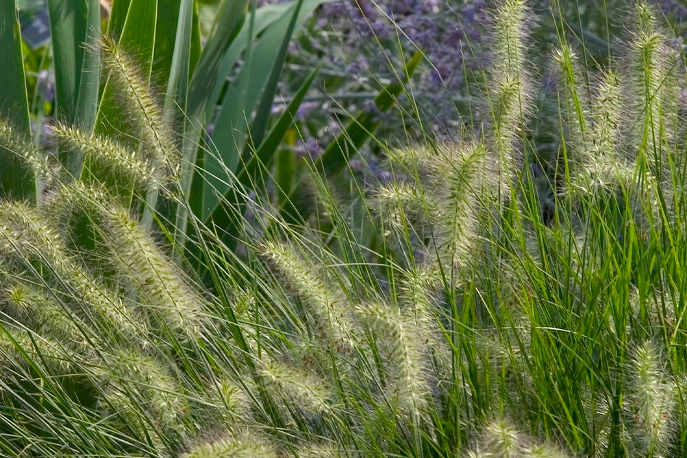 Fluffy plumes from fountain grass plants