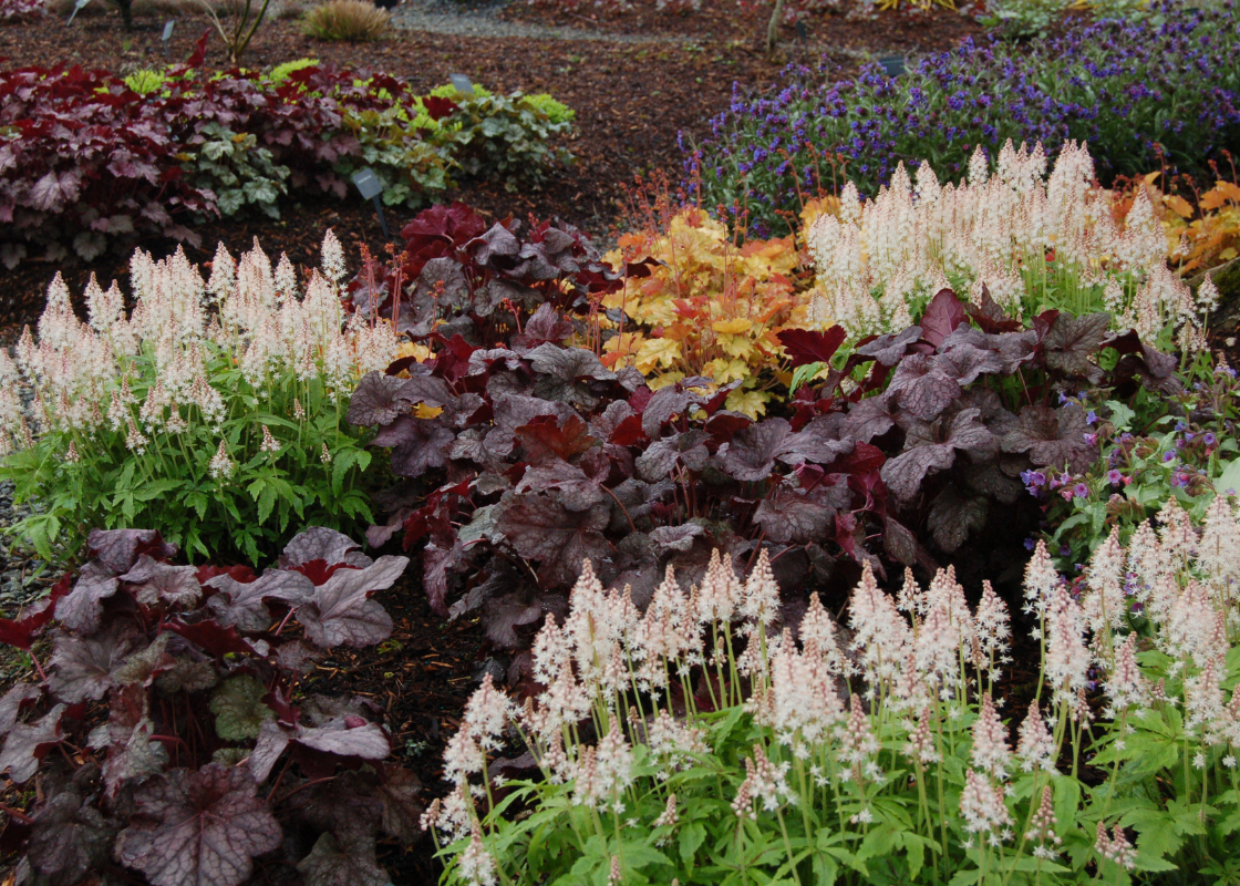 Jardin d'ombre coloré rempli de cloches de corail et de fleurs de mousse