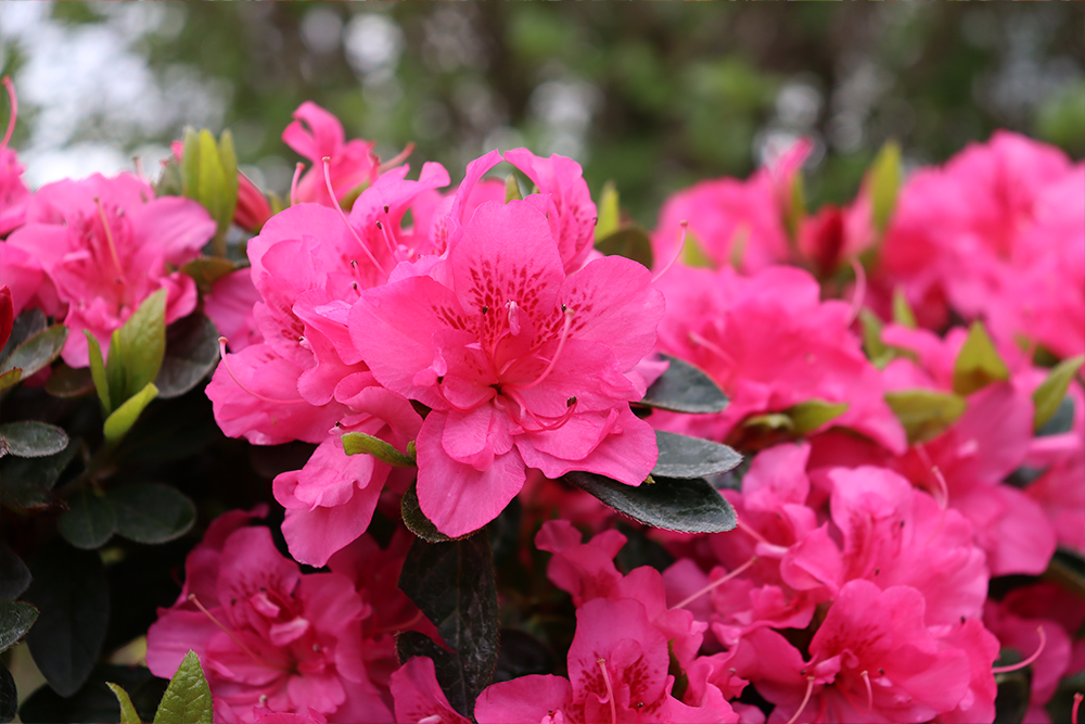 Azalea