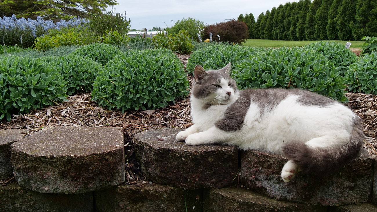 Cat-Friendly