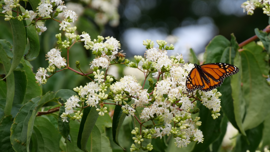 Shrubs that support local pollinators, like bees and butterflies.