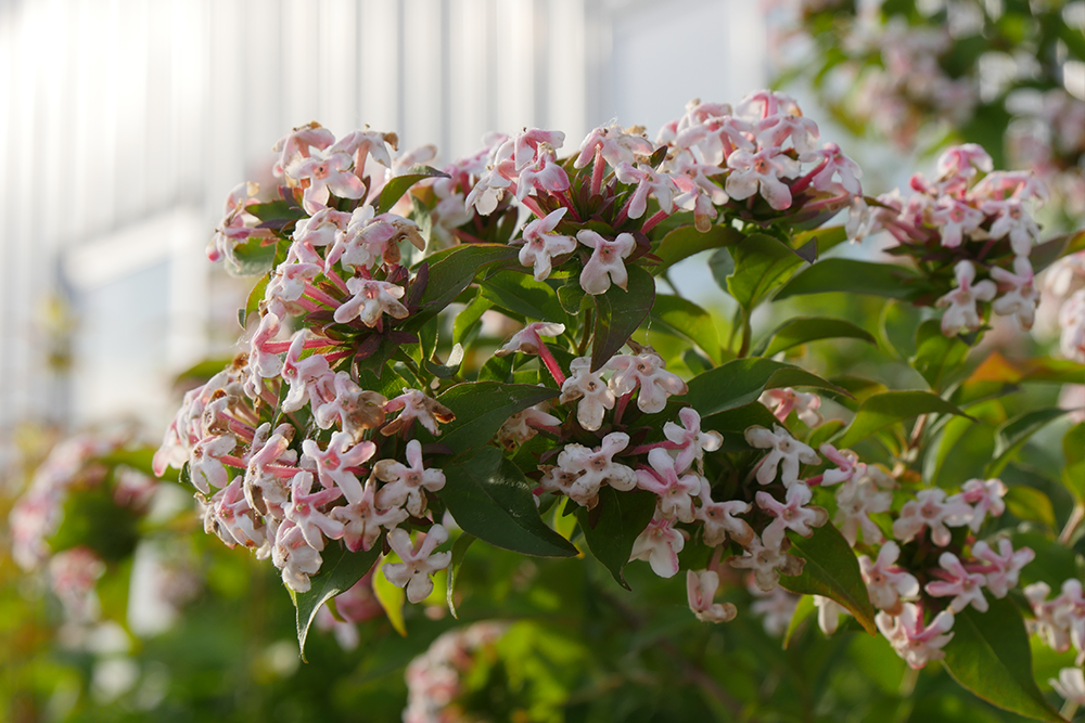 Abelia