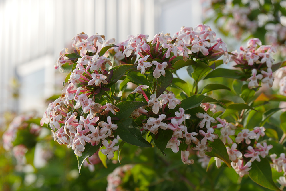 Sweet emotion abelia flowers