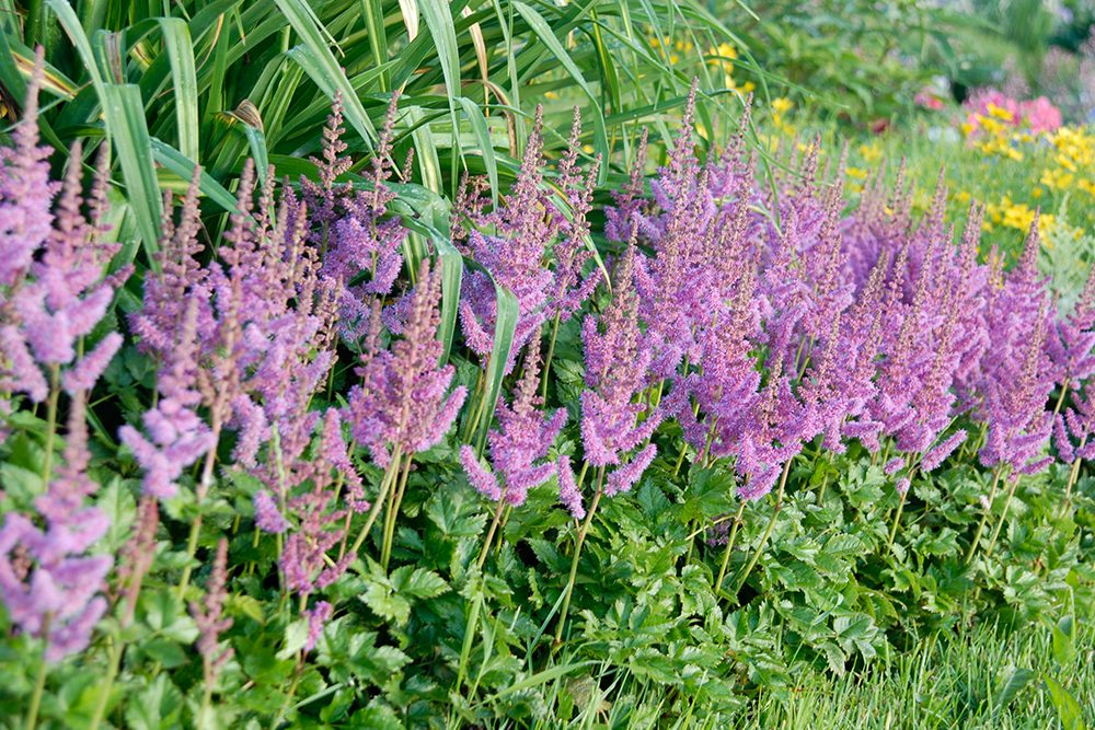 Astilbe