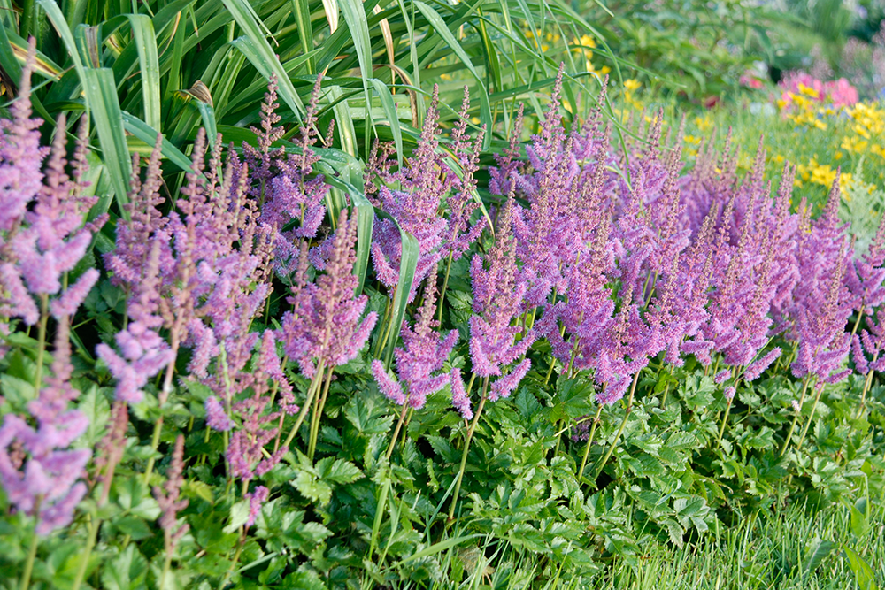 pink flower spikes from astilbe