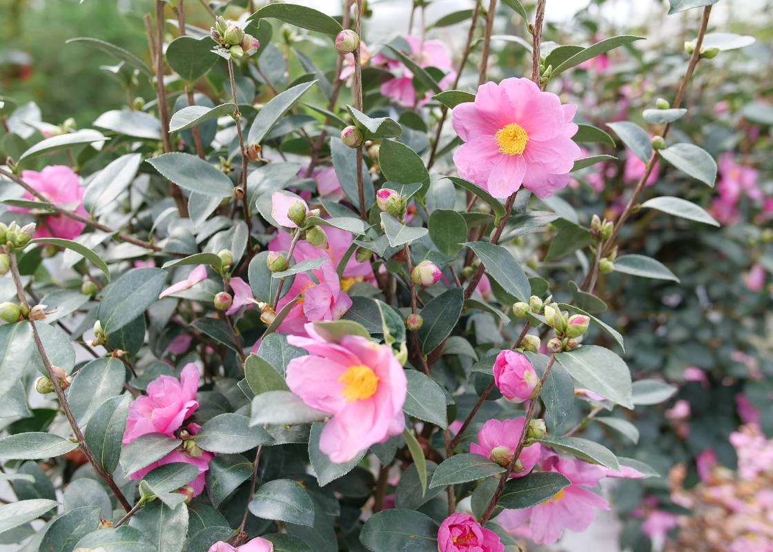Bright pink camellia flowers with evergreen foliage in a garden