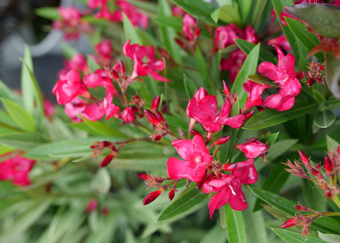 Gros plan sur des fleurs de laurier-rose