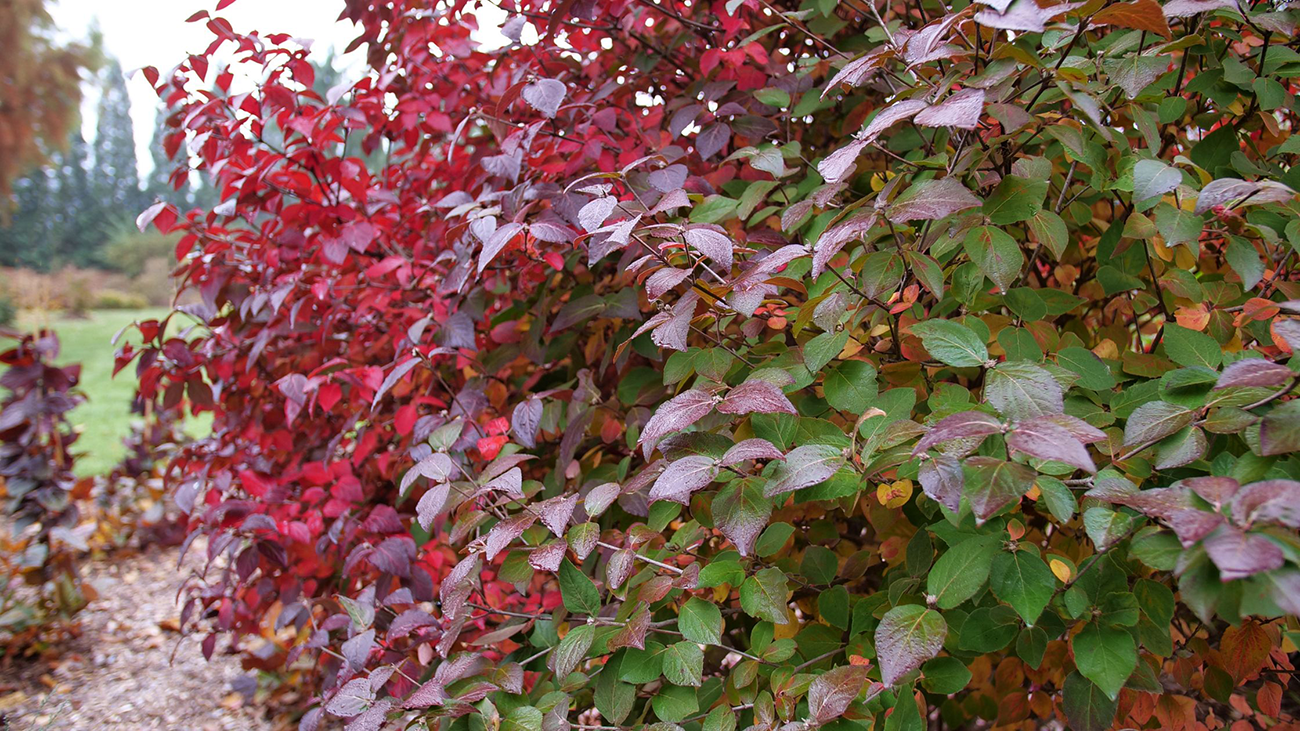 Fall Garden Plants For Sale Online Nursery Page 4 Great Garden Plants