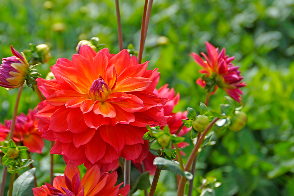 Orange and red dahlia flowers