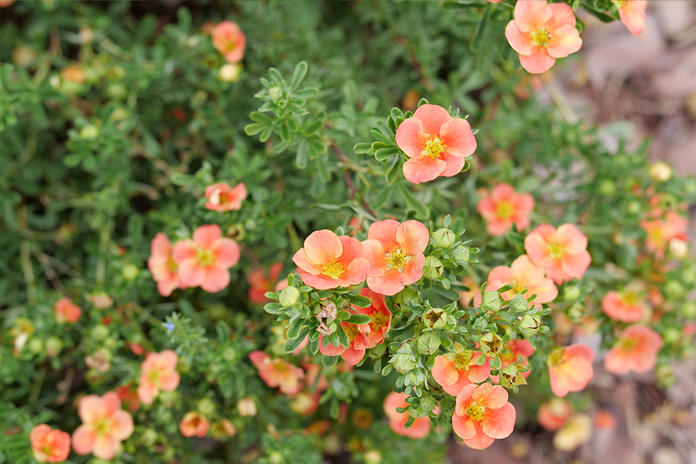 Plants For Growing Zone 2 Online Plant Nursery Great Garden Plants