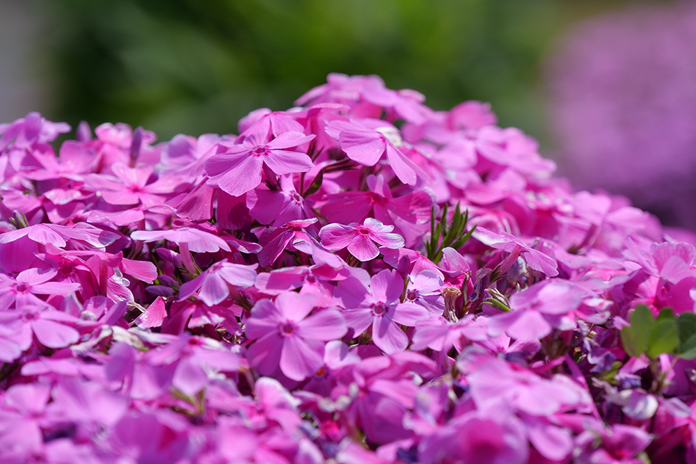 Plants For Growing Zone 3 Online Plant Nursery Great Garden Plants