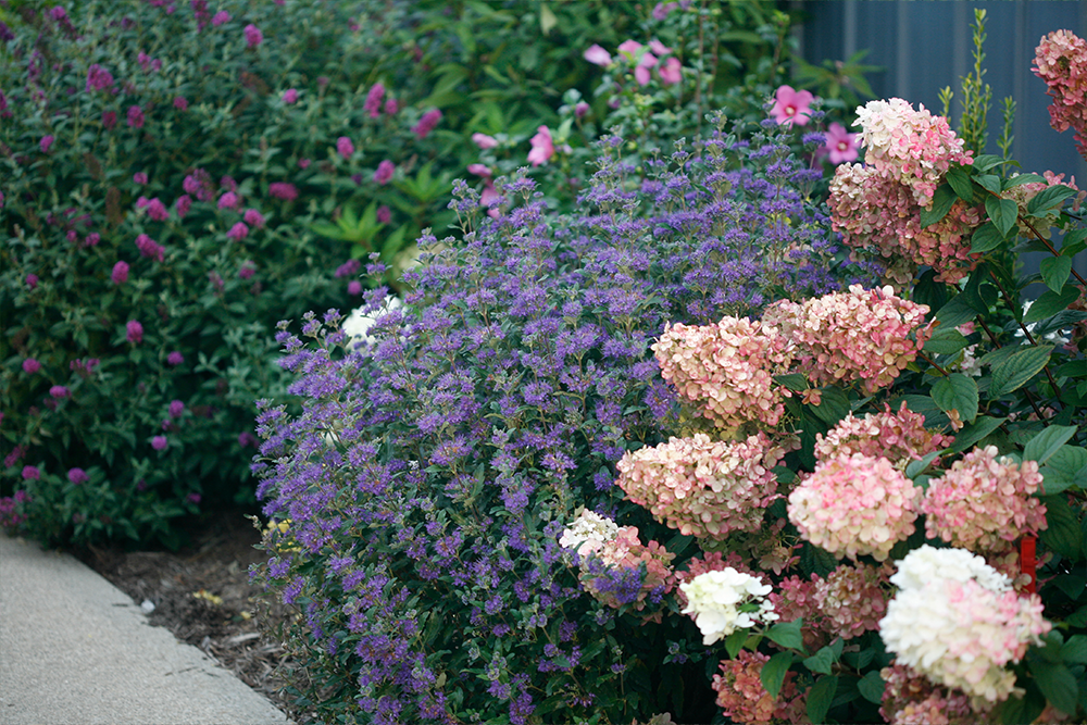 Purple bluebeard and hydrangea hedge