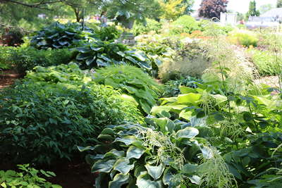 Shade garden full of vibrant hosta, goatsbeard, and other garden plants