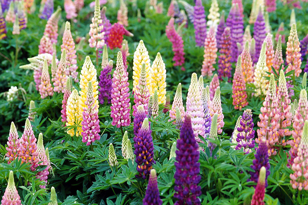 Colorful lupine flowers in the garden