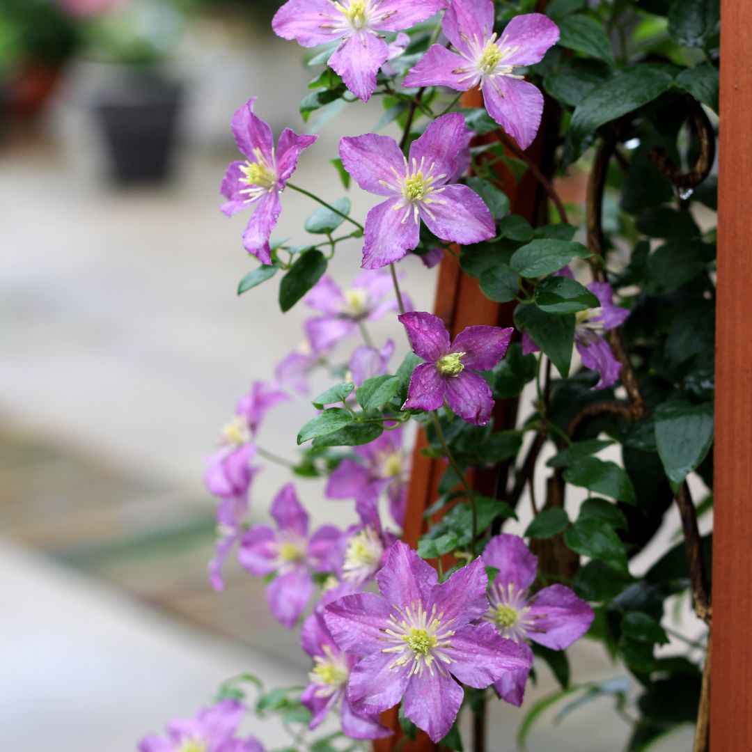 Vines & Climbers For Sale Proven Winners Color Choice Great Garden