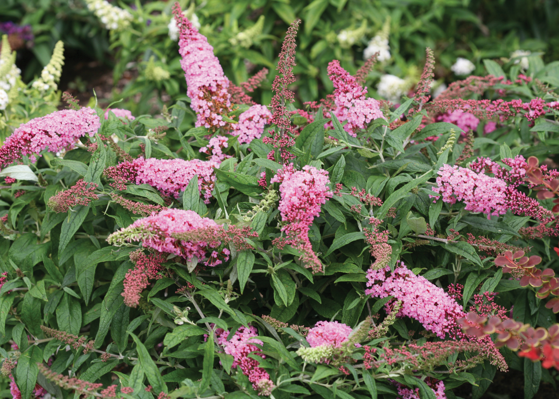 Pink dwarf butterfly bush in a garden bed
