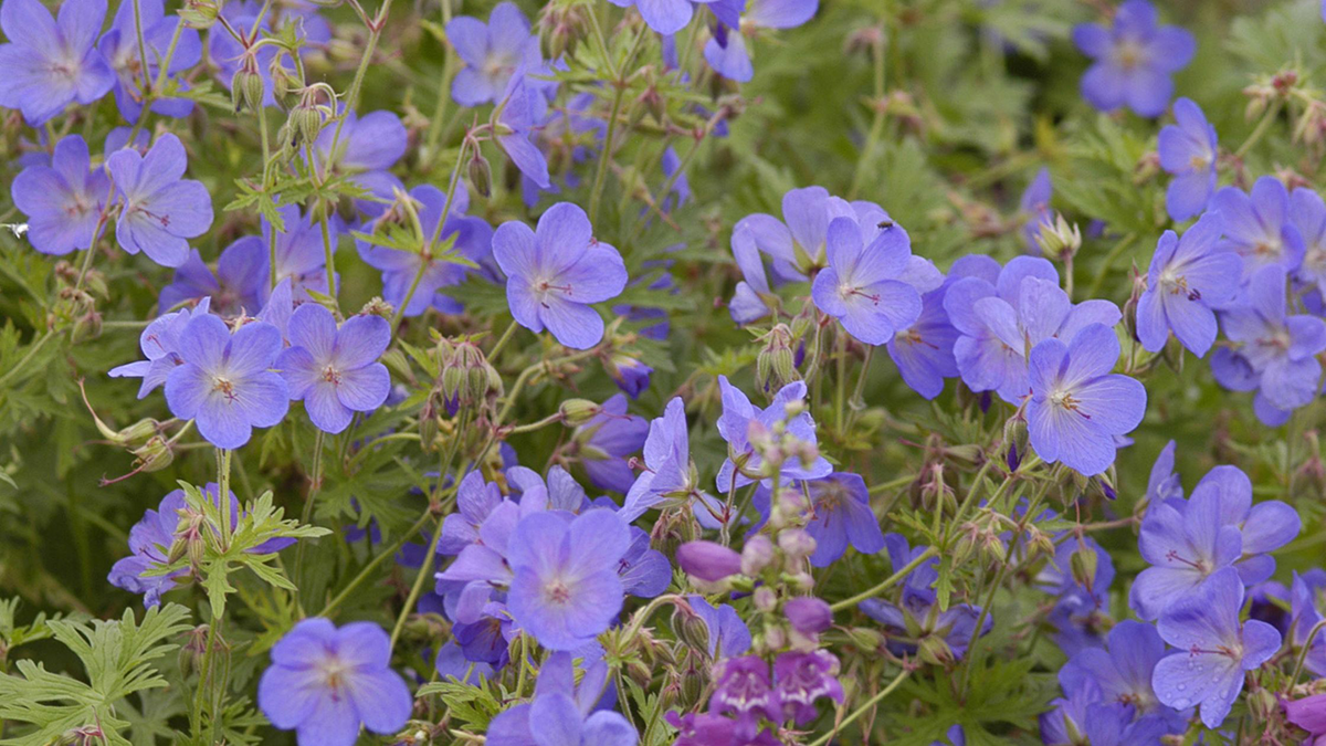 Purple cranesbill (geranium) flowers