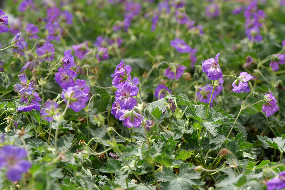 Purple rozanne geranium