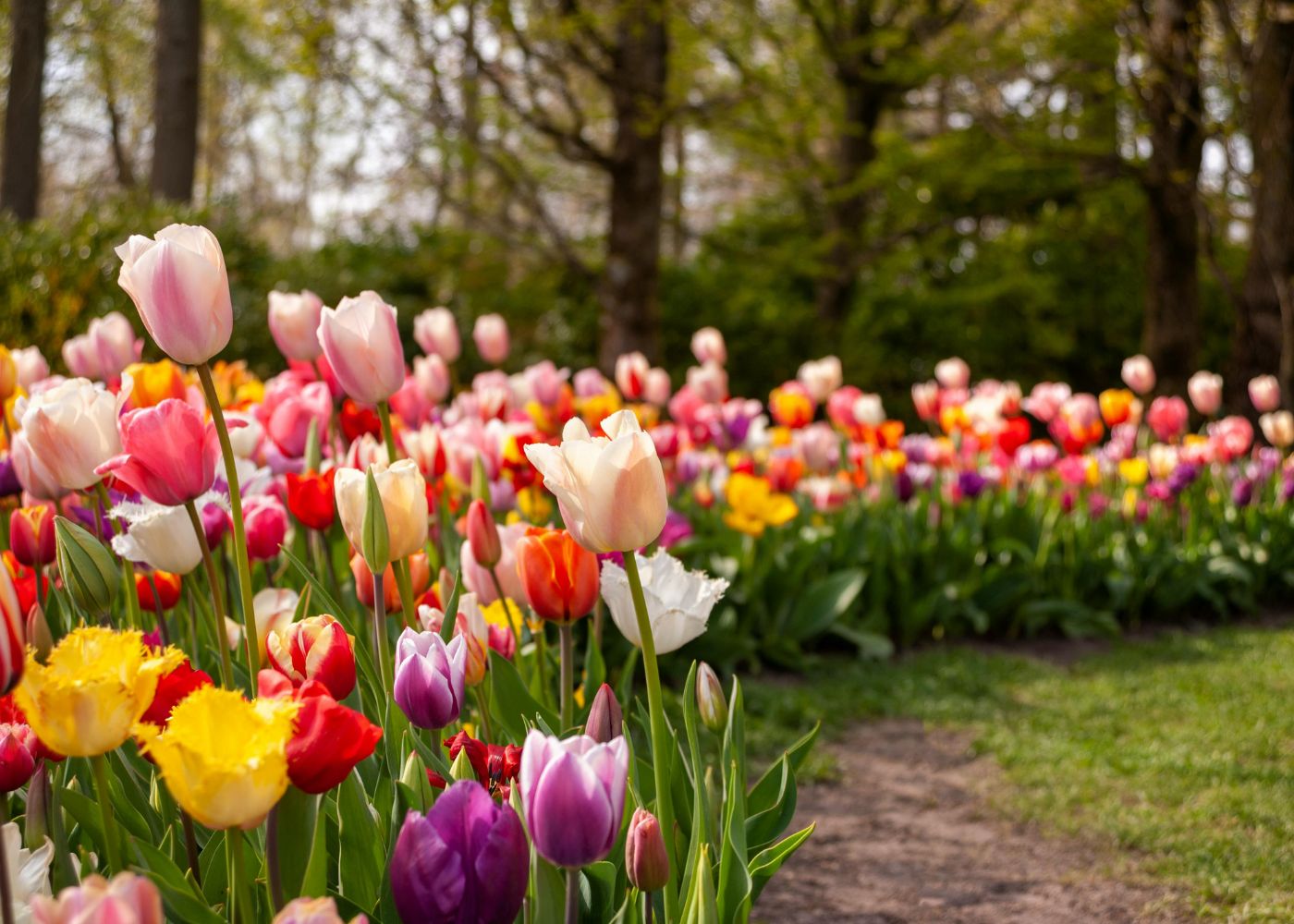 Garden hedge full of vibrant red, yellow, purple, & pink tulip flowers in the spring