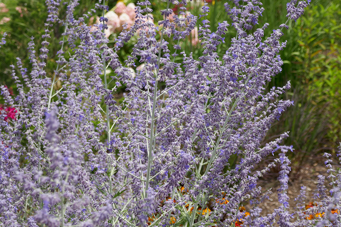 Dozens of purple Russian sage flowers in a sunny garden