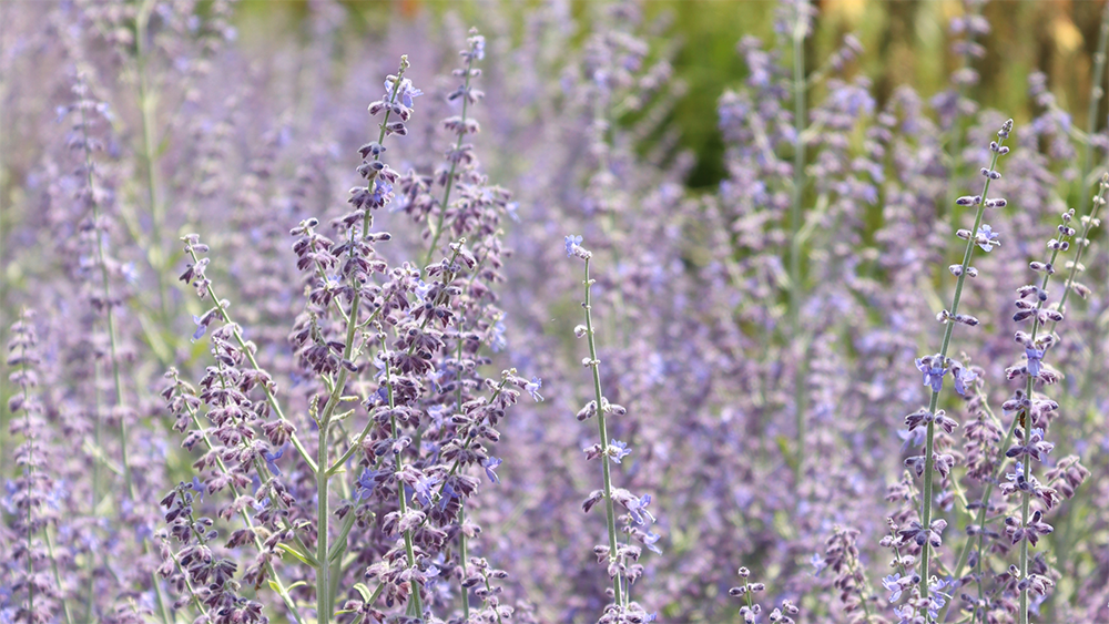 Purple flower spikes from Russian Sage plants