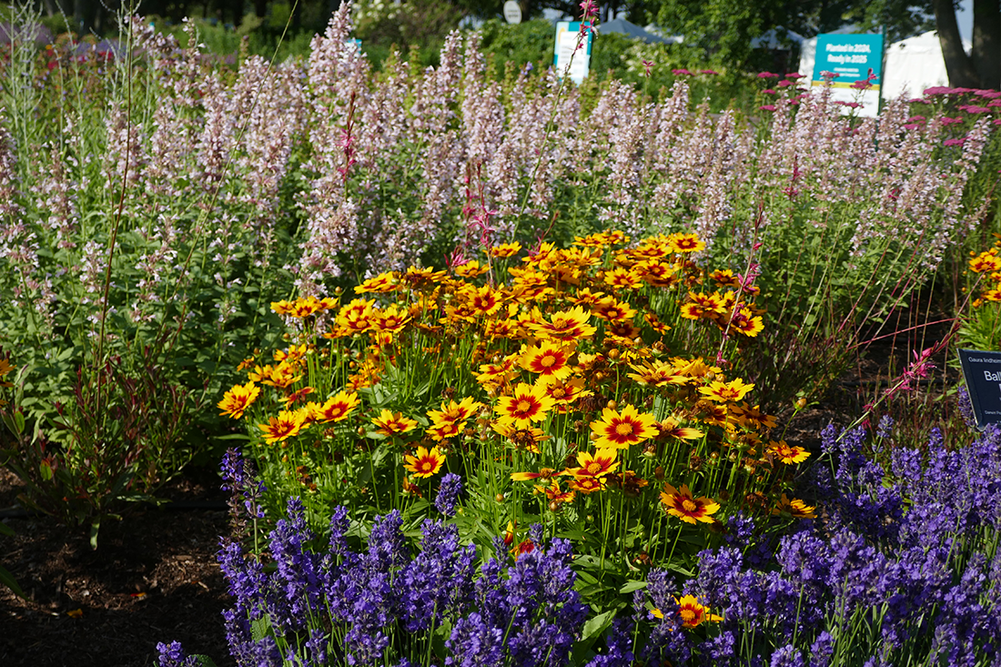 Purple salvia flower spikes and orange ice plant flowers