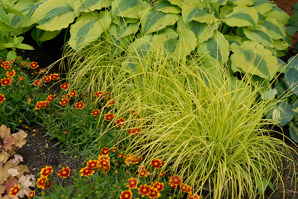 Sedge Plants For Sale | Perennials – Great Garden Plants