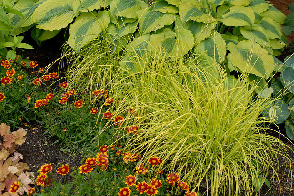 sedge grass with hosta and tickseed